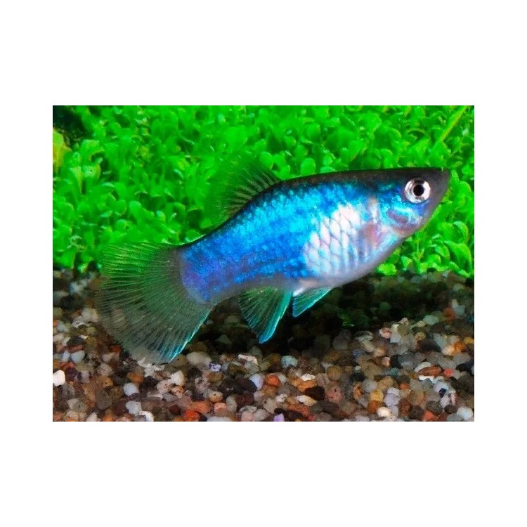 Xiphophorus maculatus blue - imagine 3